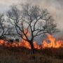 La justicia identifica a titulares de islas que sufrieron incendios