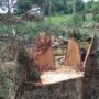 Misiones pierde 8.000 hectáreas de selva al año