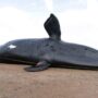 Ya suman 30 las ballenas muertas en Chubut