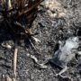 Incendios: de humedal a desierto por el paso del fuego
