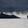 La marea roja fue la culpable de la muerte de 30 ballenas