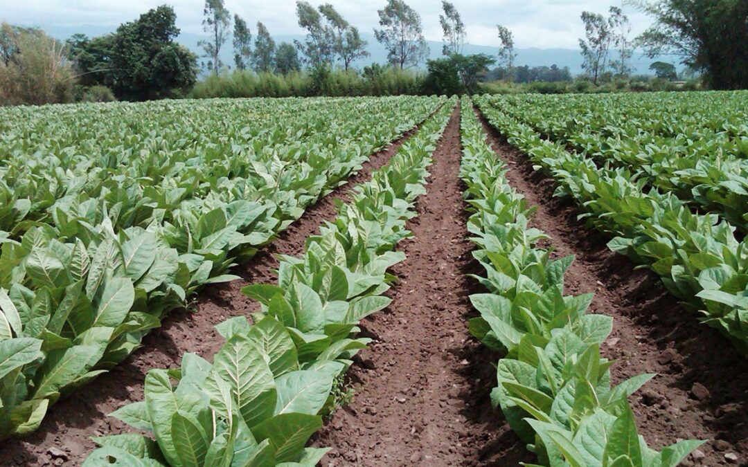Gremio del tabaco cerró la paritaria anual con un aumento del 96%