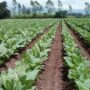Gremio del tabaco cerró la paritaria anual con un aumento del 96%
