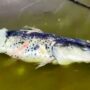 Agroquimicos: posible muerte masiva de peces en Salta