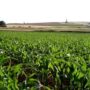 Argentina lleva el agronegocio a la cumbre climática