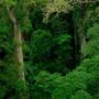 Análisis de 15 años de la Ley de Bosques