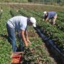 LA SOCIEDAD RURAL NIEGA EL BONO DE FIN DE AÑO QUE ANUNCIÓ UATRE PARA LOS TRABAJADORES DEL AGRO
