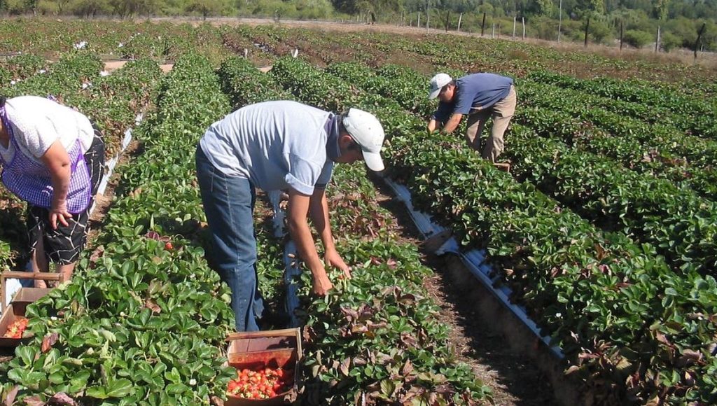 LA SOCIEDAD RURAL NIEGA EL BONO DE FIN DE AÑO QUE ANUNCIÓ UATRE PARA LOS TRABAJADORES DEL AGRO