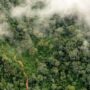 La deforestación golpea duro al Gran Chaco argentino