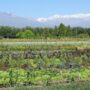 Alianza en Mendoza por la agricultura regenerativa
