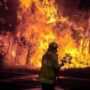 Crean la Unidad de Análisis y Prevención de Delitos Ambientales