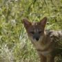 Zorros en countries, la evidente invasión ecosistémica