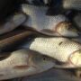 Ya tenemos el récord mundial de agrotóxicos en peces