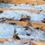 Instan a no consumir peces del Salado por la contaminación