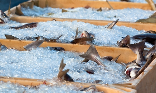 Instan a no consumir peces del Salado por la contaminación