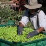 La UATRE acordó un 32% de aumento para el trabajo rural a partir del salario de febrero