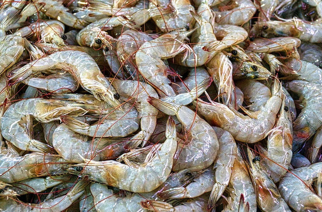 Conflicto al inicio de la temporada de langostino en el puerto de Rawson