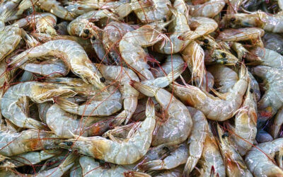Conflicto al inicio de la temporada de langostino en el puerto de Rawson