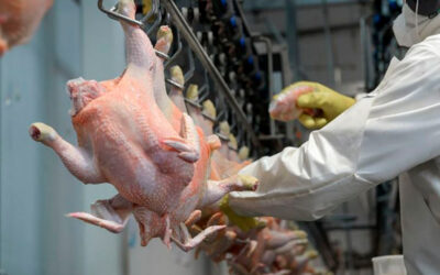 Paritaria avícola: La Federación de la Carne logró un 71% de aumento trimestral y acumula 131,8% en nueve meses