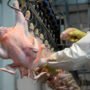 Paritaria avícola: La Federación de la Carne logró un 71% de aumento trimestral y acumula 131,8% en nueve meses
