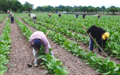 La UATRE logró un incremento del 55% en los salarios mínimos de los peones generales