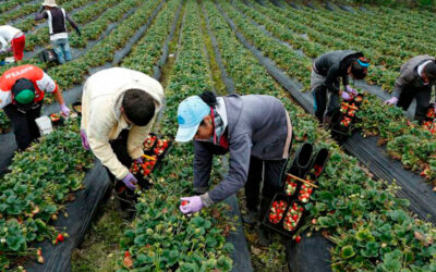 El Gobierno confirmó la vigencia de la reglamentación que permite que los trabajadores rurales temporarios accedan a un empleo registrado sin perder la ayuda social