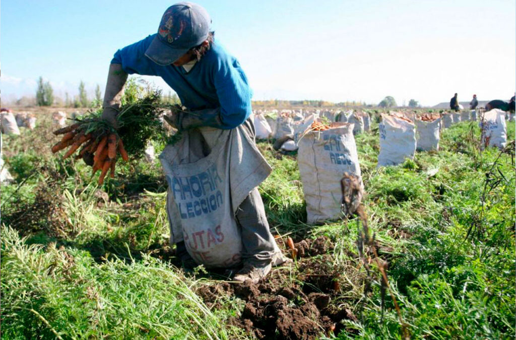 Agricultura, construcción, gastronomía y servicios de salud: los 4 sectores de la economía que tienen más trabajo informal que formal