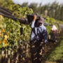 La paritaria vitivinícola, a un paso de cerrarse con 110% de aumento hasta abril