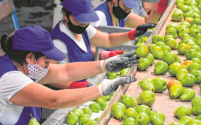 Tras paralizar el empaque, los trabajadores de la fruta acuerdan la paritaria