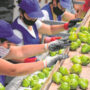 Tras paralizar el empaque, los trabajadores de la fruta acuerdan la paritaria