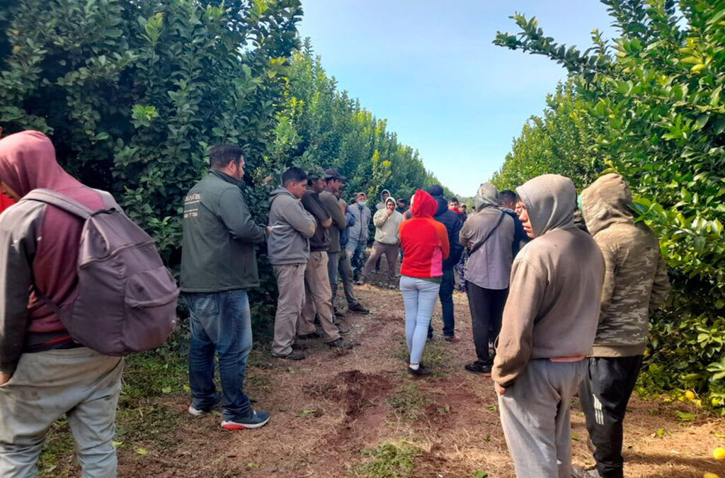 El 80% de los trabajadores citrícolas no están registrados en Metán