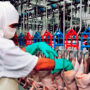 Los trabajadores avícolas levantan el paro anunciado después de acordar un salario básico de 950.000 pesos