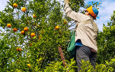 El gremio de trabajadores rurales Uatre cerró otro aumento salarial por encima de la inflación