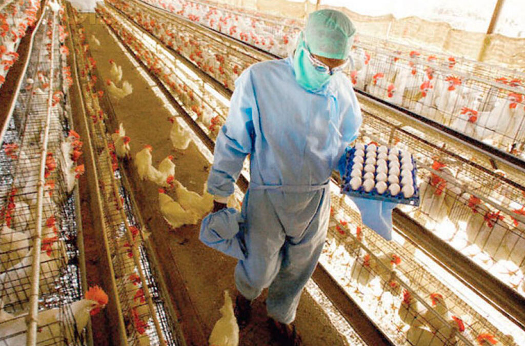 El gremio de la Alimentación acordó las mejoras salariales para agosto y septiembre en el sector avícola