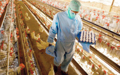 El gremio de la Alimentación acordó las mejoras salariales para agosto y septiembre en el sector avícola
