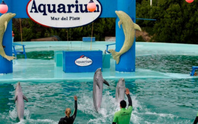 Anuncian el cierre del Aquarium de Mar del Plata y hay cerca de 200 empleos en riesgo