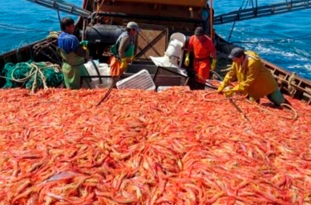 Empresarios pesqueros redoblan la presión para que los trabajadores se bajen los salarios un 30% y amenazan con dar de baja la temporada de langostinos