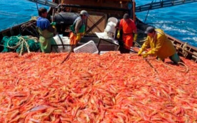 Empresarios pesqueros redoblan la presión para que los trabajadores se bajen los salarios un 30% y amenazan con dar de baja la temporada de langostinos