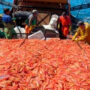 Empresarios pesqueros redoblan la presión para que los trabajadores se bajen los salarios un 30% y amenazan con dar de baja la temporada de langostinos