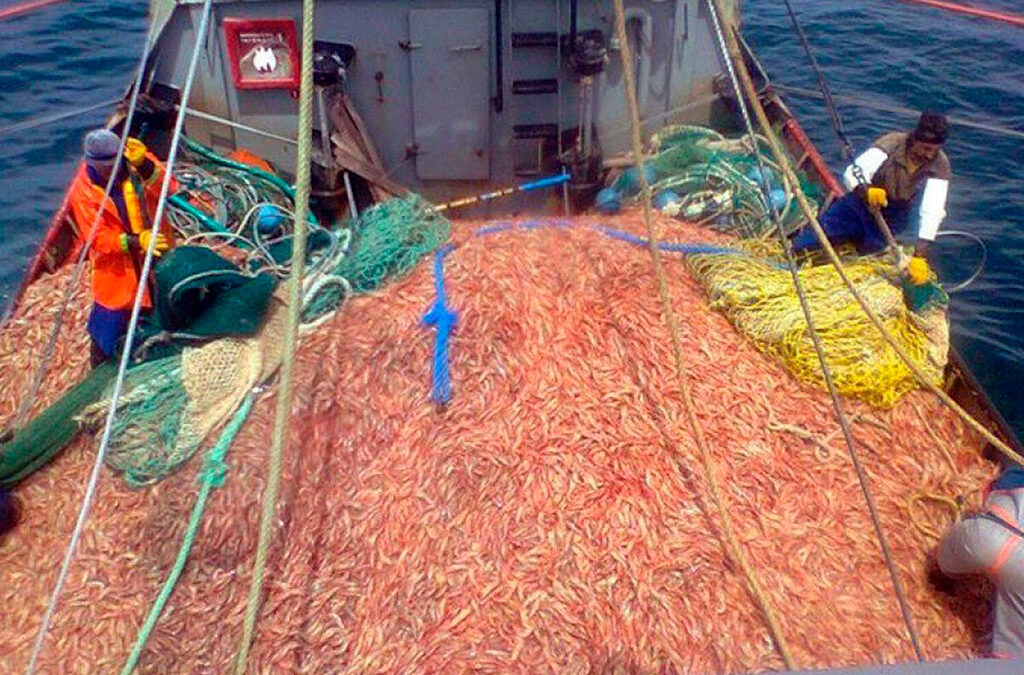 Crisis histórica en la pesca: más de cien buques paralizados y la zafra de langostino suspendida