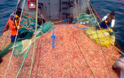 Crisis histórica en la pesca: más de cien buques paralizados y la zafra de langostino suspendida