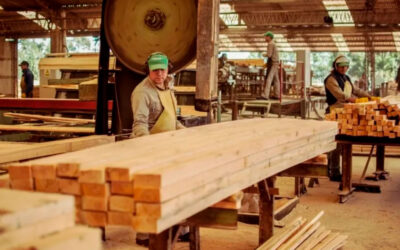 Empleo en crisis: Una forestadora de Corrientes suspenderá a 200 trabajadores y hay riesgo de despidos masivos
