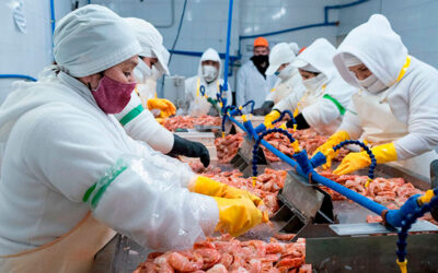 Crisis en el Puerto de Mar del Plata: denuncian que 200 empleados dejaron sus trabajos en la industria del pescado por la caída de la actividad
