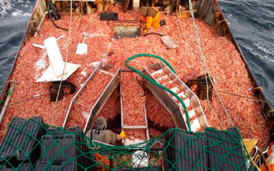 Escala el conflicto por la zafra de langostinos: exportaciones frenadas y alta tensión