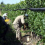 UATRE logra nuevo acuerdo salarial para peones rurales: a cuánto se irá el sueldo mínimo