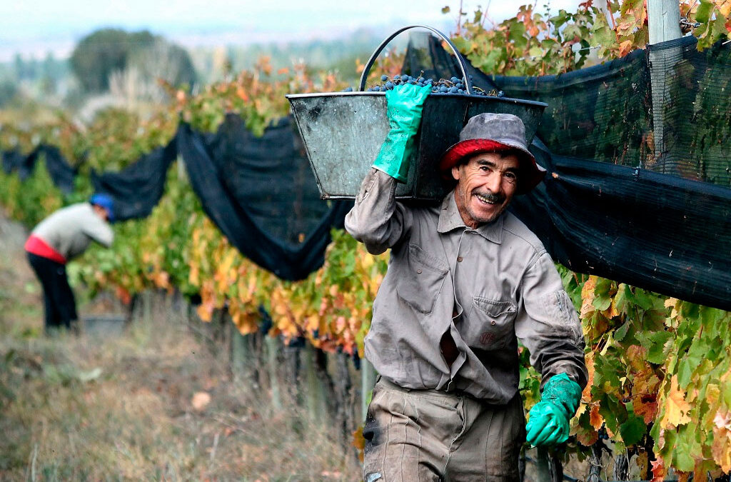 La Federación Vitivinícola cerró un extenso acuerdo salarial para trabajadores de viña y bodega hasta febrero de 2026