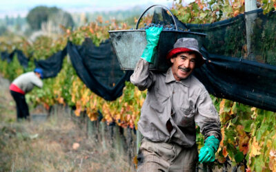 La Federación Vitivinícola cerró un extenso acuerdo salarial para trabajadores de viña y bodega hasta febrero de 2026