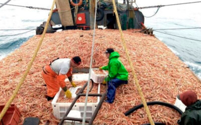 Marítimos de Rawson reclamaron un acuerdo salarial «razonable» para la pesca del langostino fresco con un valor que lleva un año sin aumento y rechazaron los acuerdo individuales