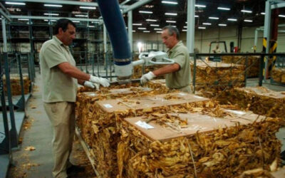 Golpe al empleo tabacalero: La multinacional Alliance One cierra su planta en Perico y despide a 120 trabajadores