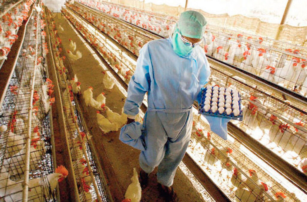 Gremio de Alimentación logra aumento del 7,2% para el sector avícola